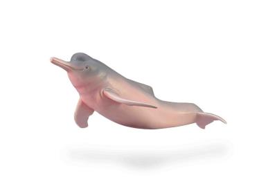 Opakowanie Amazon River Dolphin