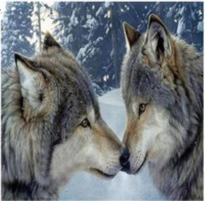Opakowanie Diamentowa mozaika dwa wilki zimowy las NO-1008519