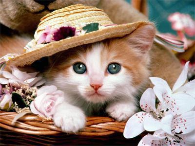 Opakowanie Diamentowa mozaika Kot 60421