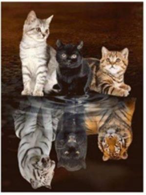 Opakowanie Diamentowa mozaika kotki i ich tygrysie marzenia NO-1007014