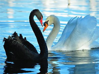 Opakowanie Diamentowa mozaika Łabędzie, czarny i biały 60619