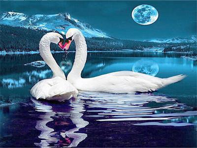Opakowanie Diamentowa mozaika łabędzie w blasku księżyca 60762