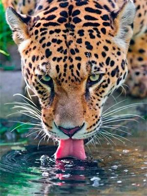 Opakowanie Diamentowa mozaika Lampart 60881