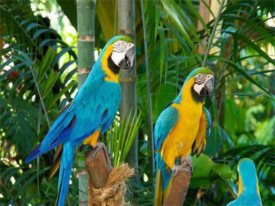 Opakowanie Diamentowa mozaika Papugi 60412