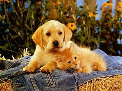 Opakowanie Diamentowa mozaika Pies i kot 60446