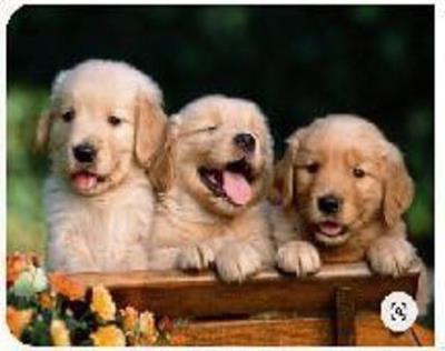 Opakowanie Diamentowa mozaika pieski szczeniaki labladora przy desce NO-1008306