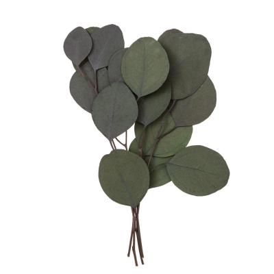 Opakowanie Eukaliptus populus 4 gałązki ok. 20cm zielony