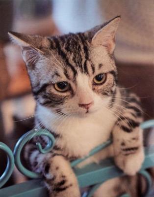 Opakowanie Fotoalbum kieszeniowy zgrzewany Adore