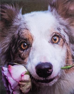 Opakowanie Fotoalbum kieszeniowy zgrzewany Adore