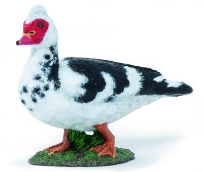 Kaczka Piżmówka. Wydawca: PAPO. SmakLiter.pl Opakowanie Kaczka Piżmówka