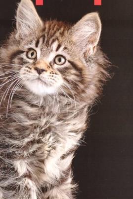 Opakowanie Kalendarz 2023 Ścienny Koty