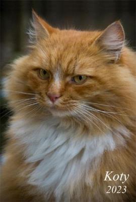 Opakowanie Kalendarz 2023 Ścienny wieloplanszowy Koty