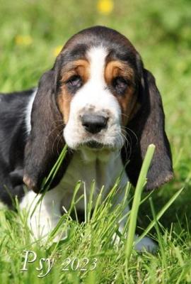 Opakowanie Kalendarz 2023 Ścienny wieloplanszowy Psy