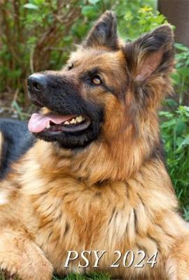 Okładka książki Kalendarz 2024 Ścienny dwustronny Psy