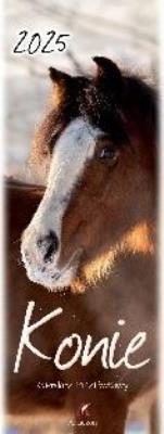 Opakowanie Kalendarz 2025 pocztówkowy Konie