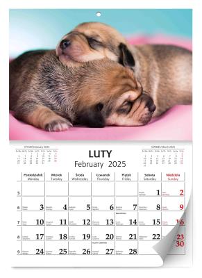 Opakowanie Kalendarz 2025 ścienny Lux Szczeniaki