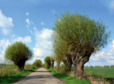 Opakowanie Kalendarz 2025 ścienny trójdzielny Wierzby