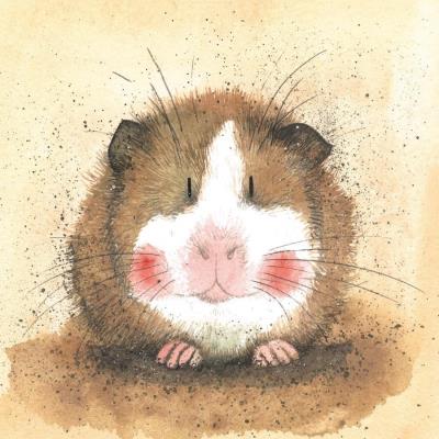 Opakowanie Karnet AC412 Świnka morska Gilbert