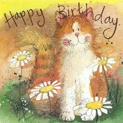 Opakowanie Karnet AC551 Urodziny Kot i stokrotki