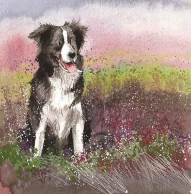 Opakowanie Karnet AC580 Pies Collie