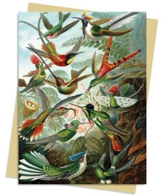 Opakowanie Karnet B6 Kolibry Ernst Haeckel