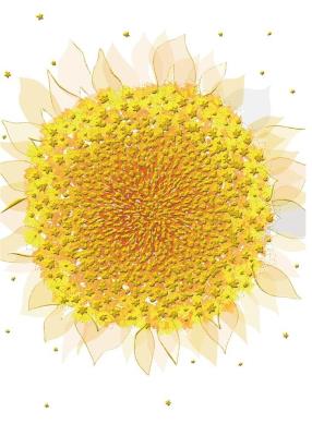 Opakowanie Karnet B6 + koperta MO5516W Słonecznik