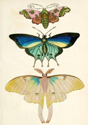 Opakowanie Karnet B6 z kopertą Ćmy