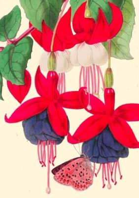 Opakowanie Karnet B6 z kopertą Fuksja