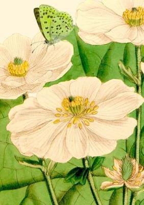 Opakowanie Karnet B6 z kopertą Kwiaty i motyl