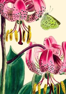 Opakowanie Karnet B6 z kopertą Lilia