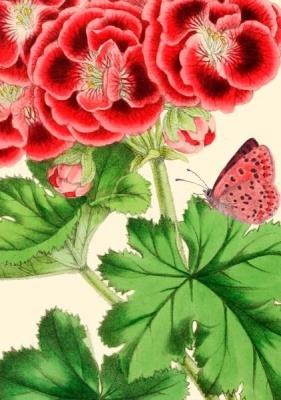 Opakowanie Karnet B6 z kopertą Pelargonia