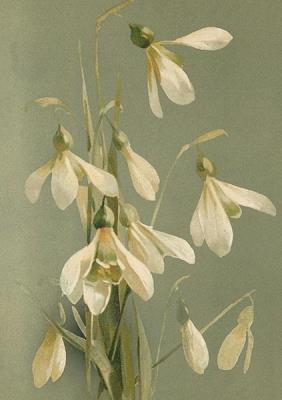 Opakowanie Karnet ST402 B6 + koperta Przebiśniegi