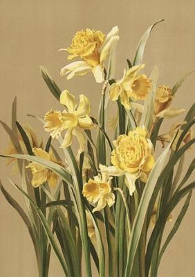 Opakowanie Karnet ST403 B6 + koperta Żonkile