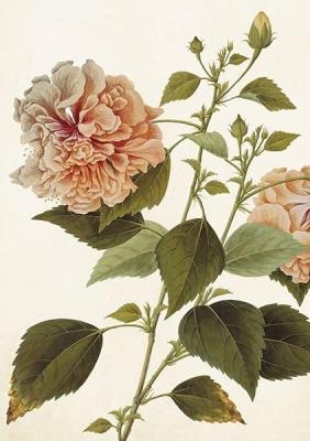 Opakowanie Karnet ST404 B6 + koperta Piwonia