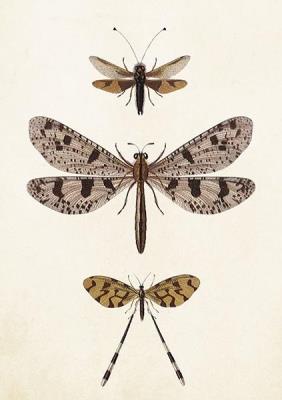 Opakowanie Karnet ST407 B6 + koperta Ważki