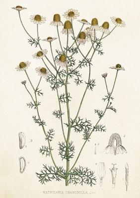 Opakowanie Karnet ST411 B6 + koperta Rumianek