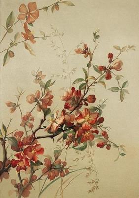 Opakowanie Karnet ST412 B6 + koperta Pigwowiec japoński