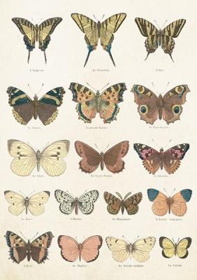 Opakowanie Karnet ST414 B6 + koperta Motyle