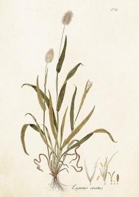 Opakowanie Karnet ST417 B6 + koperta Dmuszek jajowaty