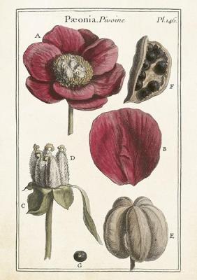 Opakowanie Karnet ST426 B6 + koperta Piwonie