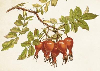 Opakowanie Karnet ST430 B6 + koperta Dzika róża