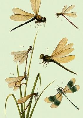 Opakowanie Karnet ST435 B6 + koperta Ważki