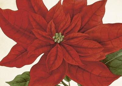 Opakowanie Karnet ST436 B6 + koperta Gwiazda betlejemska