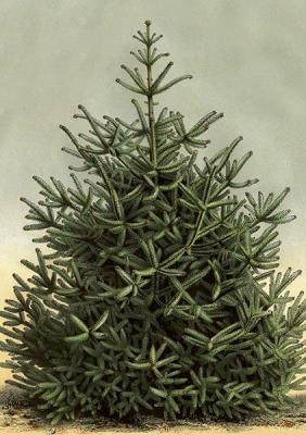 Opakowanie Karnet ST437 B6 + koperta Świerk