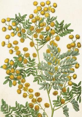 Opakowanie Karnet ST442 B6 + koperta Mimoza