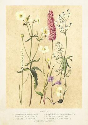 Opakowanie Karnet ST445 B6 + koperta Kwiaty polne lato