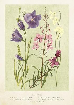 Opakowanie Karnet ST447 B6 + koperta Kwiaty polne wiosna