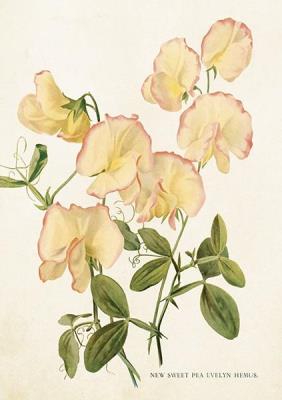 Opakowanie Karnet ST448 B6 + koperta Kwiaty groszku