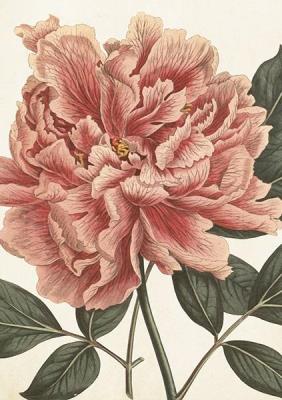 Opakowanie Karnet ST451 B6 + koperta Piwonia