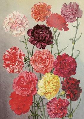 Opakowanie Karnet ST455 B6 + koperta Goździki